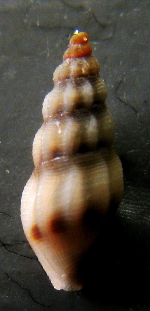 Bela taprurensis